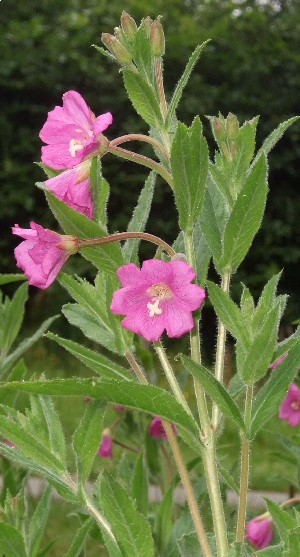 Broad-leaved Willow Herb