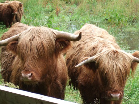 Highland Cattle