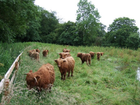 Highland Cattle