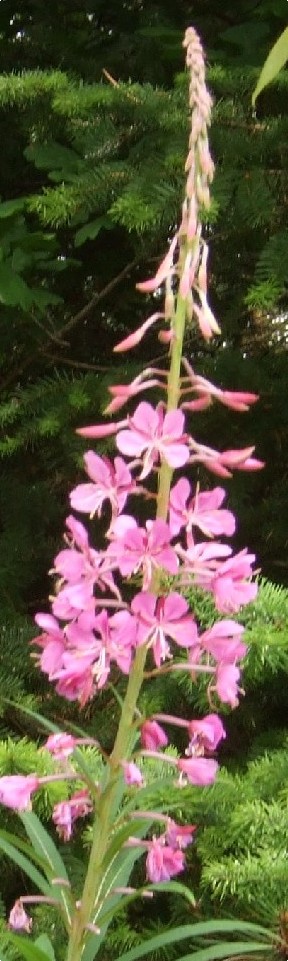 Rose Bay Willow Herb